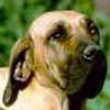 Fila Brasileiro
